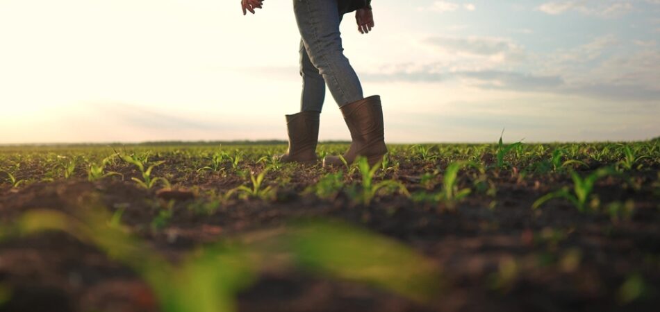 Farmer,walking,corn,sprouts,in,field.,agriculture,a,business,concept.