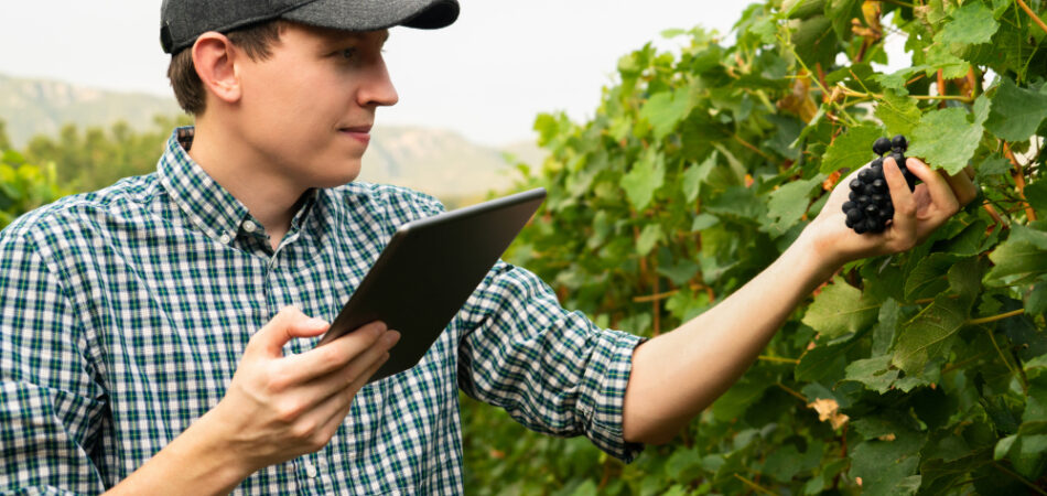 Farmer,examines,the,vineyard,and,sends,data,to,the,cloud