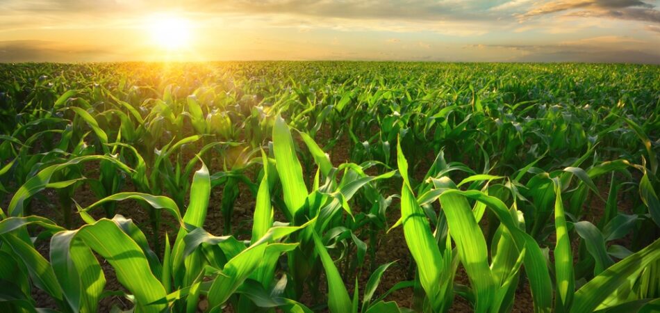 Agriculture,shot,of,sunlit,young,corn,plants,on,a,fertile