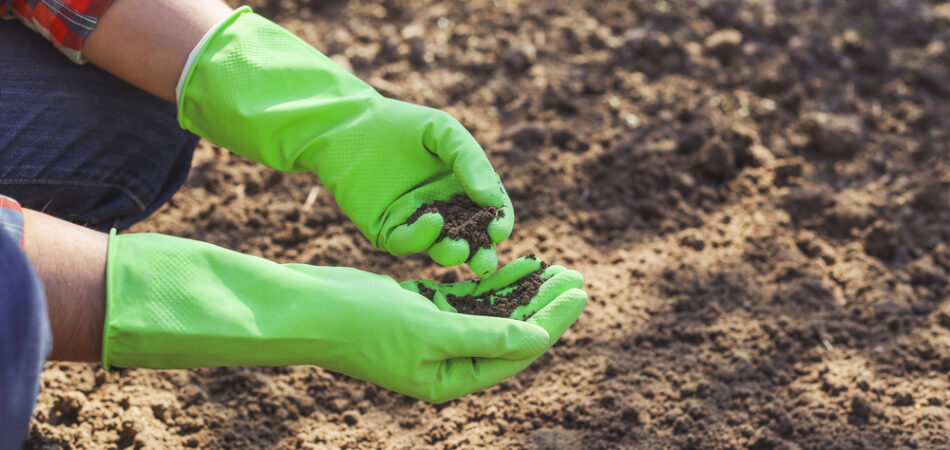 Young,farmer,man,in,green,gloves,checking,quality,of,the