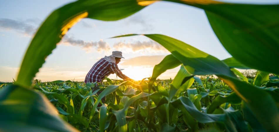 Blurred,image.,farmers,use,tablets,to,analyze,data,and,experiment