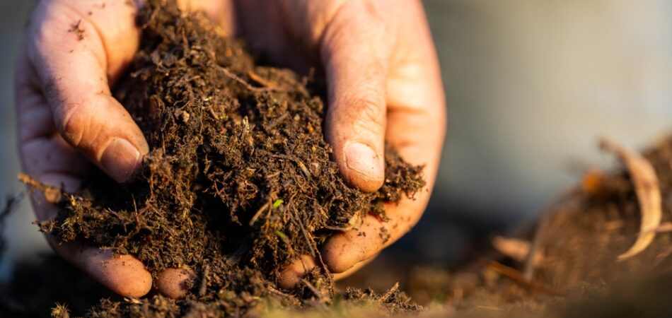 Scientist,researcher,studying,soil,and,forest,health,effects,from,climate