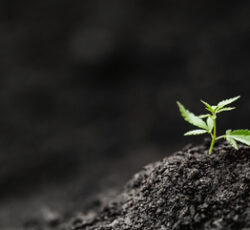 Seedlings,baby,cannabis,plant,in,soil.,concept,banner,farm,marijuana