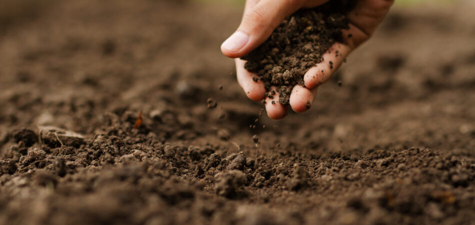 Expert,hand,of,farmer,checking,soil,health,before,growth,a