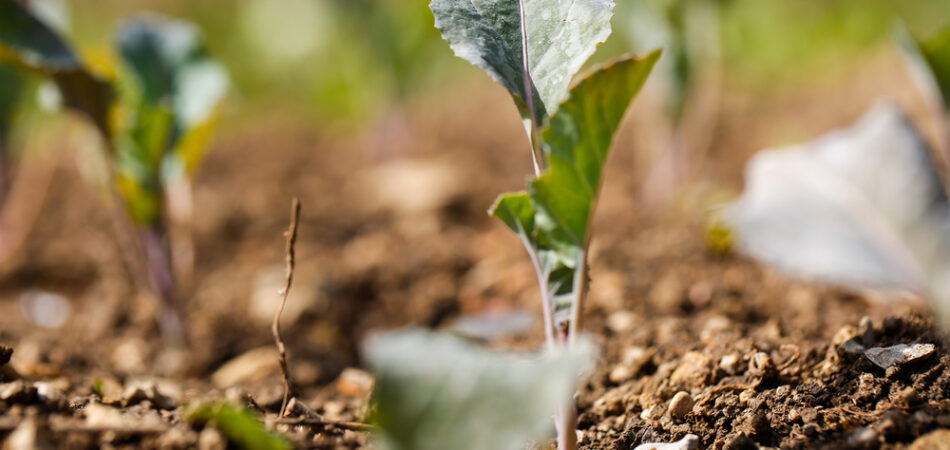 Cauliflower,(brassica,oleracea),plants,in,freshly,plowed,and,fertilized,soil.