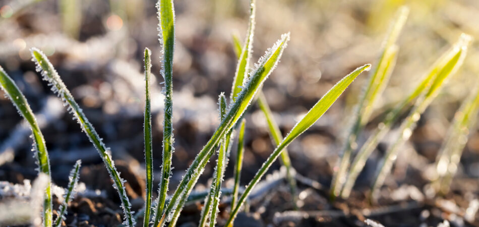 Wheat,planted,for,winter,covered,with,ice,crystals,and,frost
