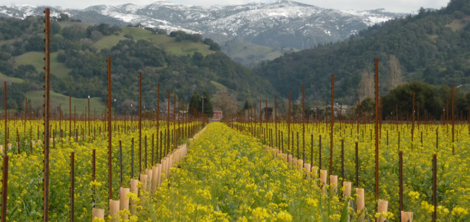 "healdsburg,ca,,usa.,june,13th,,2014.,vineyard,in,winter"