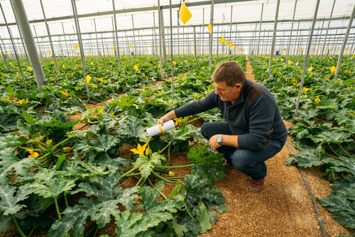 Male,farmer,applying,insects,for,biological,pest,control,in,an