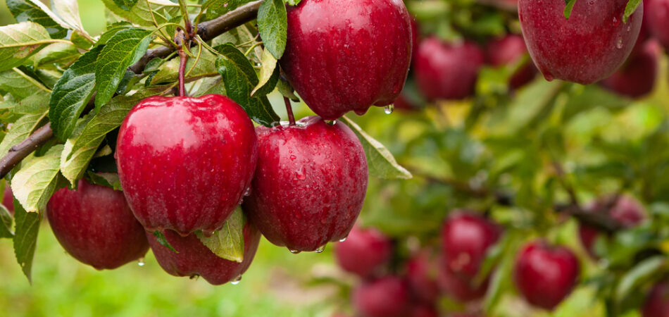 Autumn,day.,rural,garden.,in,the,frame,ripe,red,apples