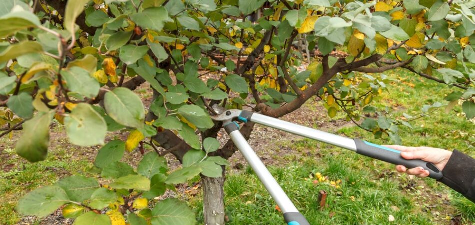 Fruit,tree,pruning.,garden,scissors.,fruit,tree,pruning,for,sanitary